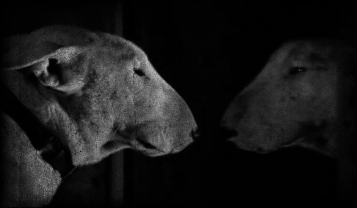 A szociopata és kutyája – Ken Greenhall: Hell Hound